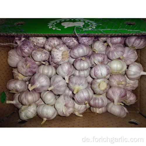 Export Standard normaler weißer Knoblauch neue Ernte